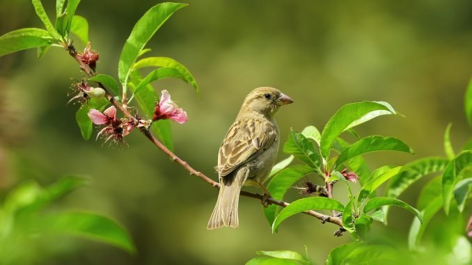 bird on a tree