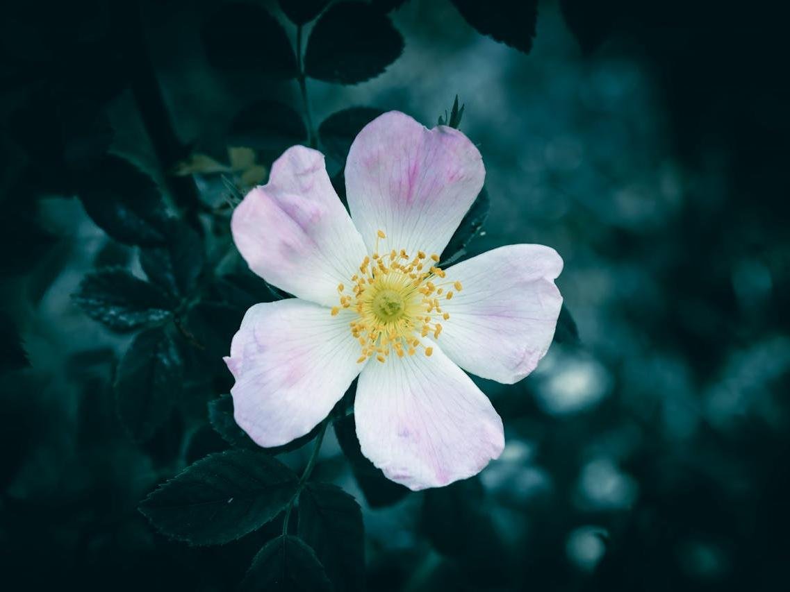 Dog Rose flower close-up symbolizing calm, balance, and natural anxiety relief