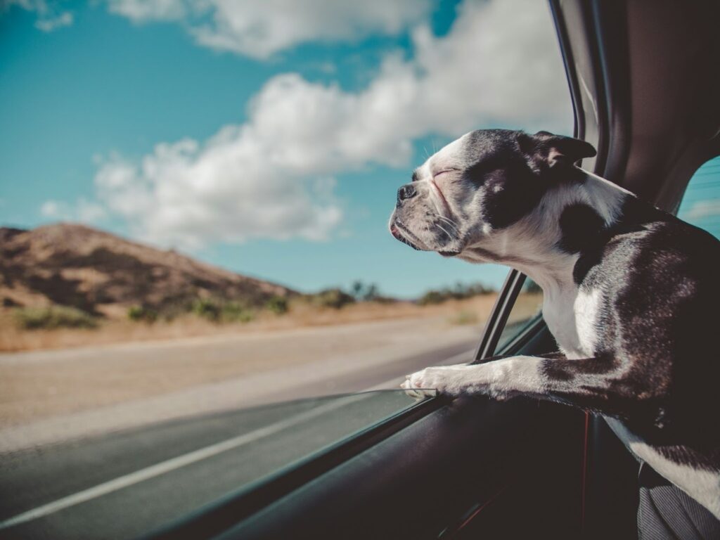 The Best Ways to Travel with Pets