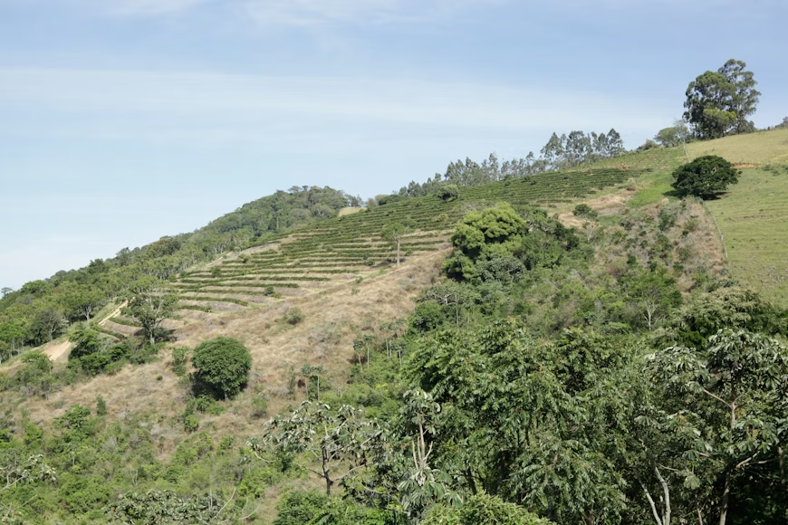 Lush hillside with vineyard terraces