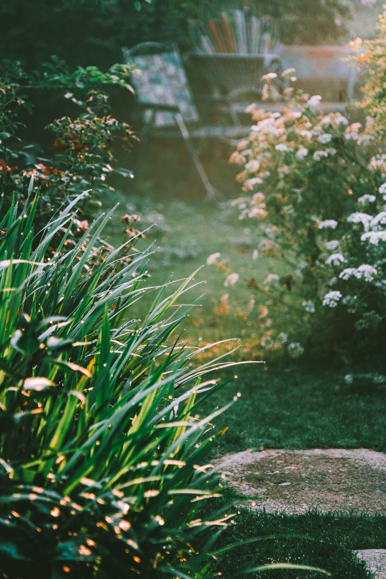 serene-morning-in-a-lush-green-garden-setting-32230885/